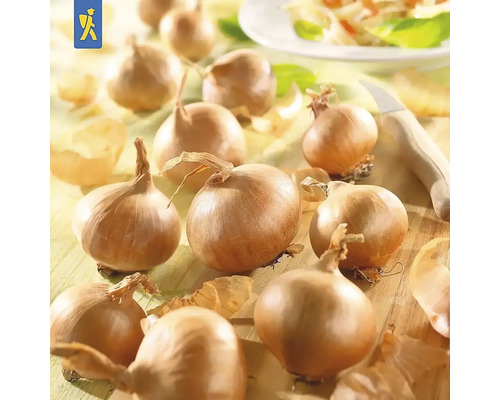 Lökar på ett träbord med en kniv och lökskal