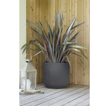 Nyzeeländsk lin i planteringskärl med lykta på trädäck