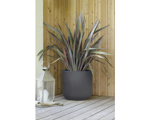 Nyzeeländsk lin i planteringskärl med lykta på trädäck