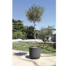 Olivträd i kruka med vriden stam i trädgården