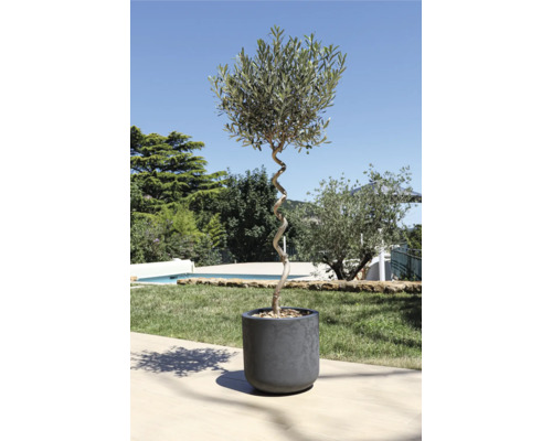 Olivträd i kruka med vriden stam i trädgården