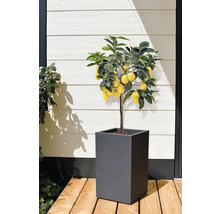 Citron träd i kruka för utomhusbruk