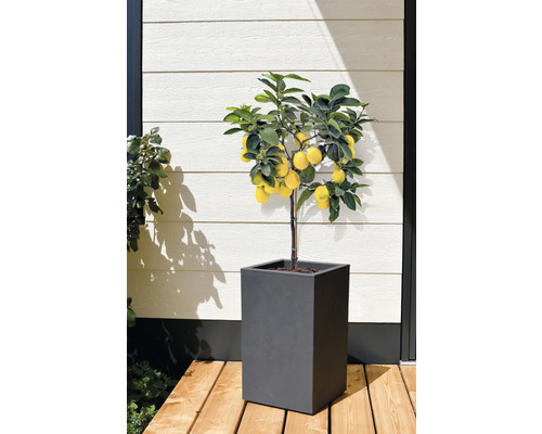 Citron träd i kruka för utomhusbruk