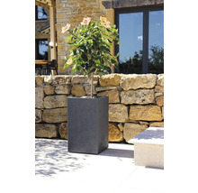 Blommande växt i grå blomkruka i trädgården.