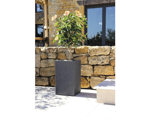 Blommande växt i grå blomkruka i trädgården.