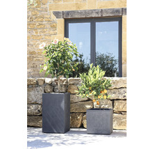 Två växter i grå planteringskärl framför en stenmur och ett fönster