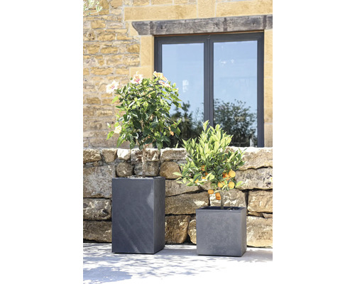 Två växter i grå planteringskärl framför en stenmur och ett fönster