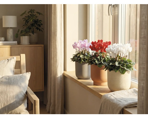 Interiörbild med rosa, röda och vita cyklamen i krukor på en fönsterbräda