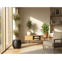 Vardagsrum med krukväxter i krukor, trämöbler och matta