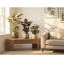 Vardagsrumsscen med tre krukväxter i krukor på ett träbord bredvid en soffa.