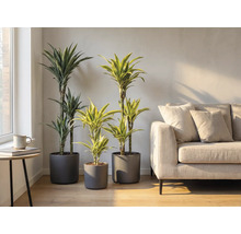 Interiör med tre drakträd i grå krukor och en soffa