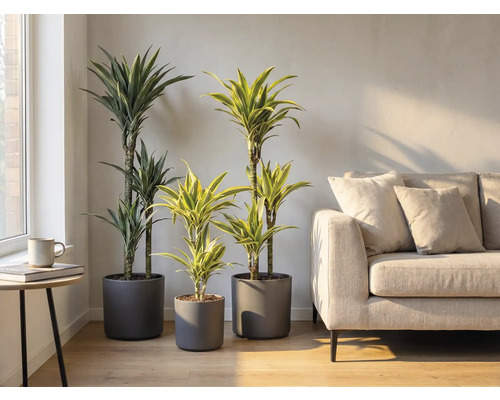 Interiör med tre drakträd i grå krukor och en soffa