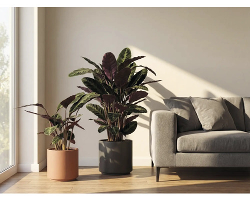 Två krukväxter av släktet Calathea i krukor bredvid en grå soffa i ett ljust rum.