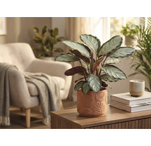 Vardagsrumsdekoration med Calathea-växt i en kruka med bladmönster på ett träbord.