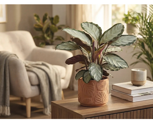 Vardagsrumsdekoration med Calathea-växt i en kruka med bladmönster på ett träbord.