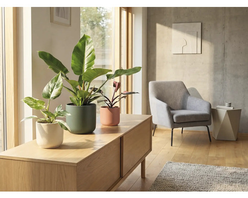 Vardagsrum med krukväxter i krukor på en låg skänk