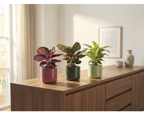 Tre krukväxter på ett skåp