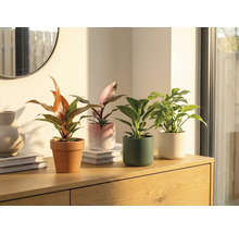 Fyra krukväxter i krukor på ett träskåp.