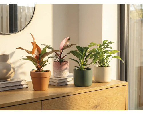 Fyra krukväxter i krukor på ett träskåp.