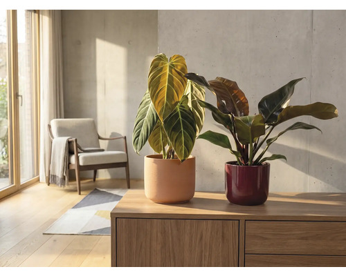 Interiörscen med två krukväxter i krukor på en träbyrå