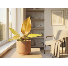 Inredningsscen med krukväxt i keramikkruka på ett bord