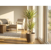 Drakträd i kruka i ett ljust vardagsrum.