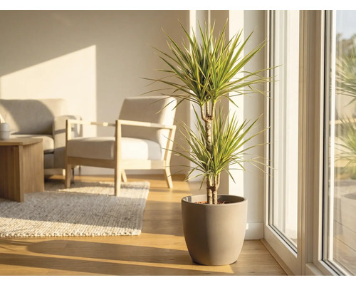 Drakträd i kruka i ett ljust vardagsrum.