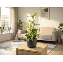 Rum med krukväxt på ett träbord