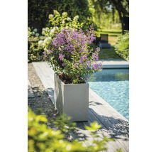 Blommande växt i en planteringslåda bredvid en pool