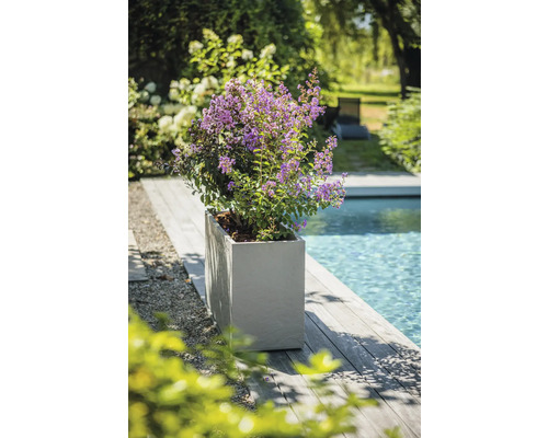 Blommande växt i en planteringslåda bredvid en pool