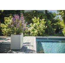 Scen med växt med lila blommor i fyrkantig planteringslåda bredvid en pool