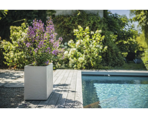 Scen med växt med lila blommor i fyrkantig planteringslåda bredvid en pool