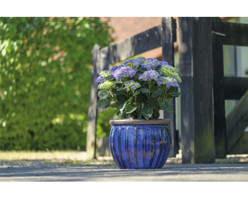 Hortensia i en blå kruka framför ett trästaket