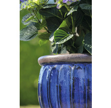 Blå blomkruka planterad med hortensior