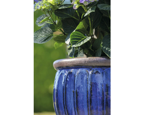 Blå blomkruka planterad med hortensior