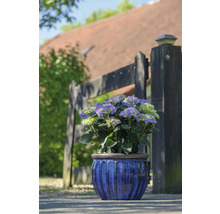 Hortensia i blå kruka framför ett trädgårdsstaket.