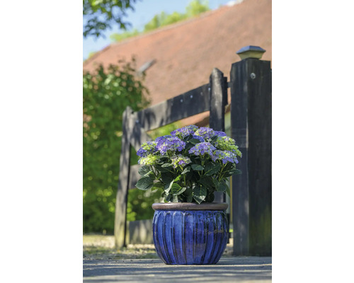 Hortensia i blå kruka framför ett trädgårdsstaket.