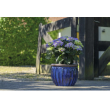 Hortensia i kruka framför trästaket