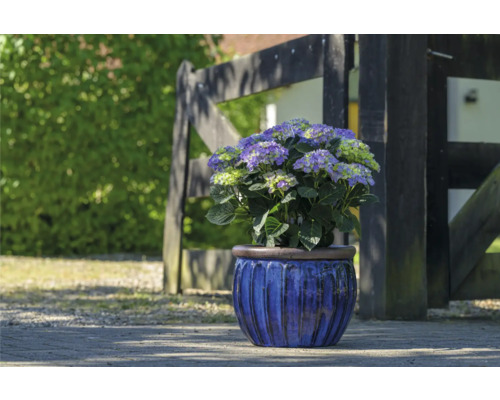 Hortensia i kruka framför trästaket