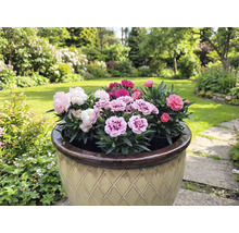 Blomkruka med mångfärgade nejlikor i en trädgård.