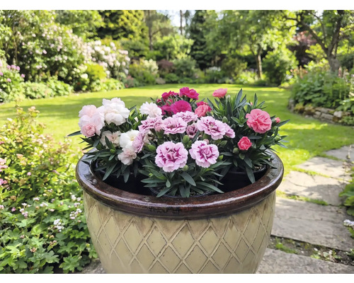 Blomkruka med mångfärgade nejlikor i en trädgård.