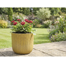 Trädgårdsscen med tusenskönor i planteringskärl