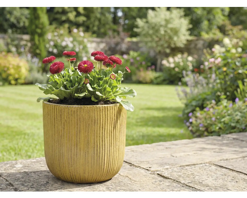 Trädgårdsscen med tusenskönor i planteringskärl