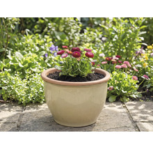 Kruka med tusenskönor i trädgården