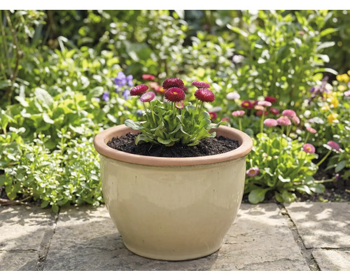 Kruka med tusenskönor i trädgården