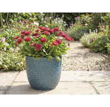 Röda prästkragar i blå kruka i trädgården