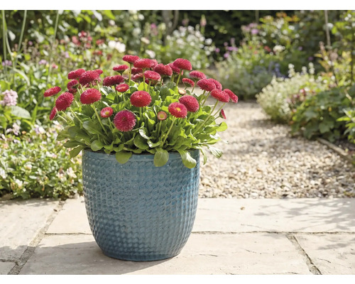 Röda prästkragar i blå kruka i trädgården