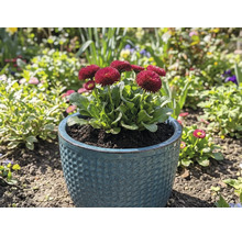 Prästkragar i en kruka i trädgården