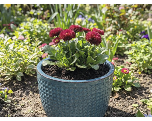 Prästkragar i en kruka i trädgården