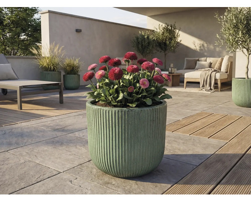 Uteplats med blommande tusenskönor i räfflad planteringskruka